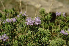 Ziziphora serpyllacea