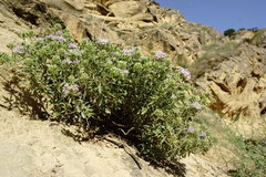 Ziziphora serpyllacea