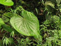 Piper umbellatum
