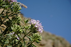 Ziziphora serpyllacea