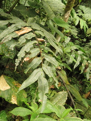 Blechnum cordatum