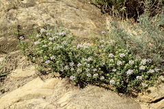 Ziziphora serpyllacea