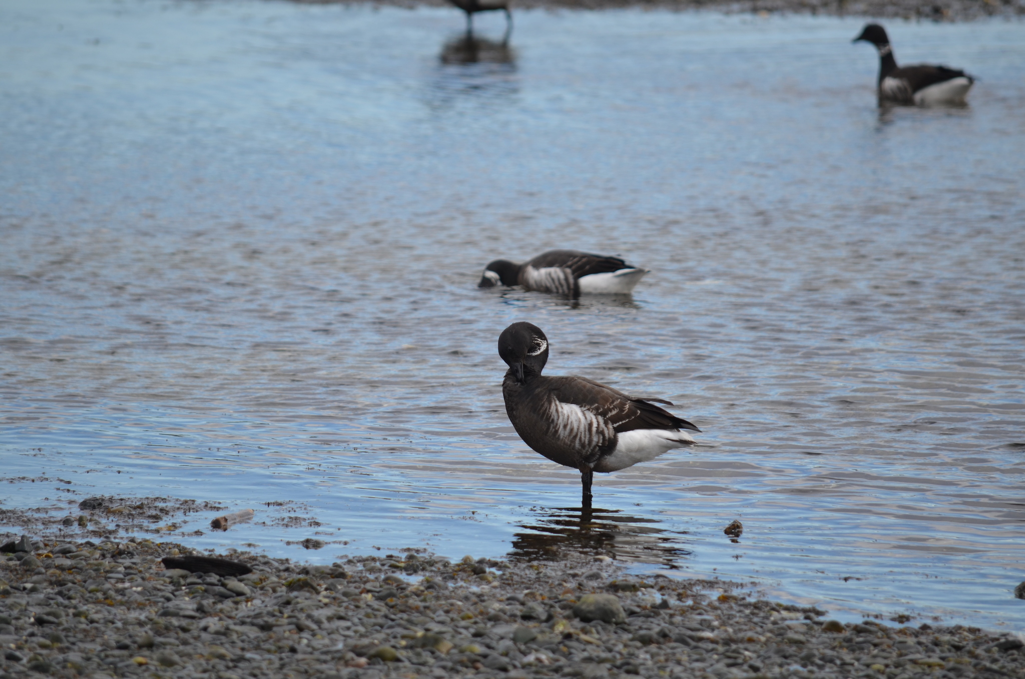 Brant Goose