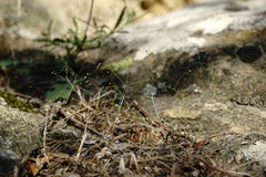 Galium tenuissimum