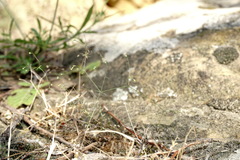 Galium tenuissimum