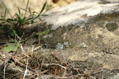 Galium tenuissimum