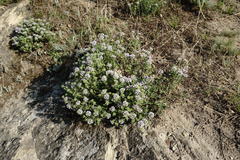 Ziziphora serpyllacea