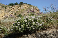 Ziziphora serpyllacea