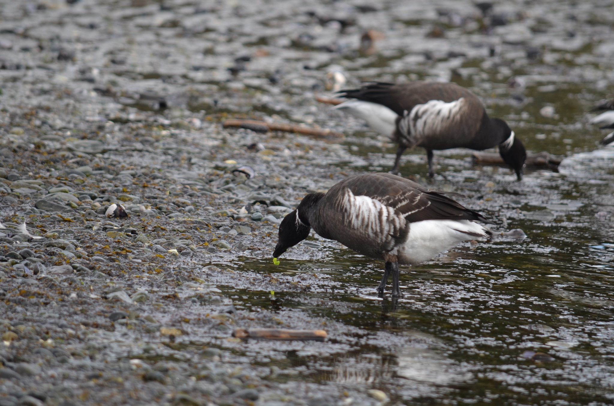 Brant Goose