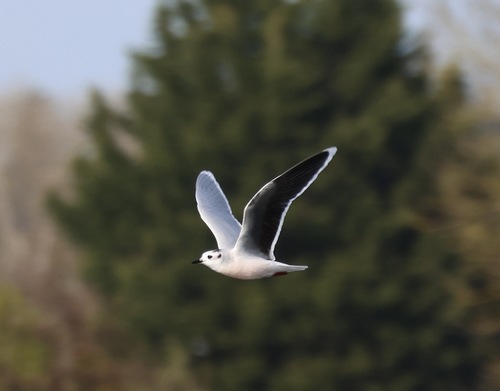 Gaviota enana (Hydrocoloeus minutus)