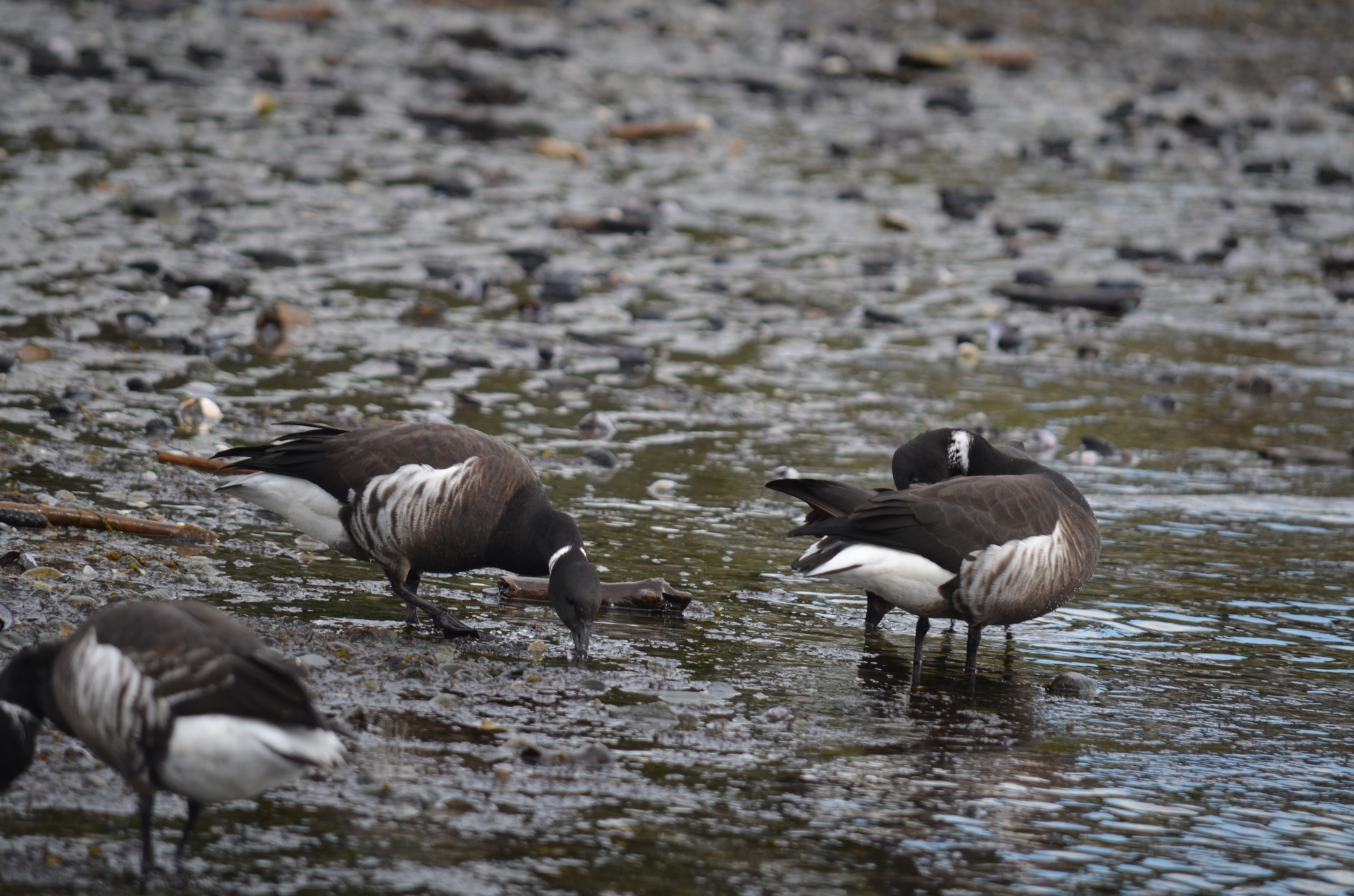 Brant Goose