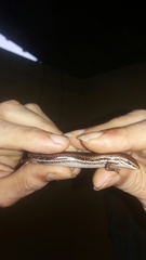 Brasiliscincus heathi
