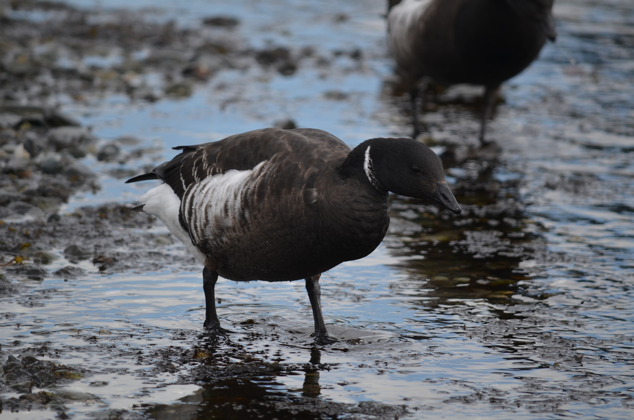 Brant Goose