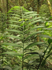 Chamaedorea linearis