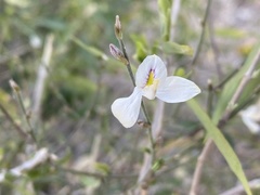 Carlowrightia arizonica