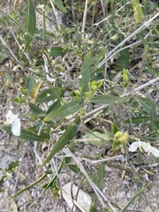 Carlowrightia arizonica