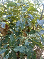 Iochroma arborescens
