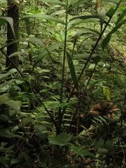 Chamaedorea linearis