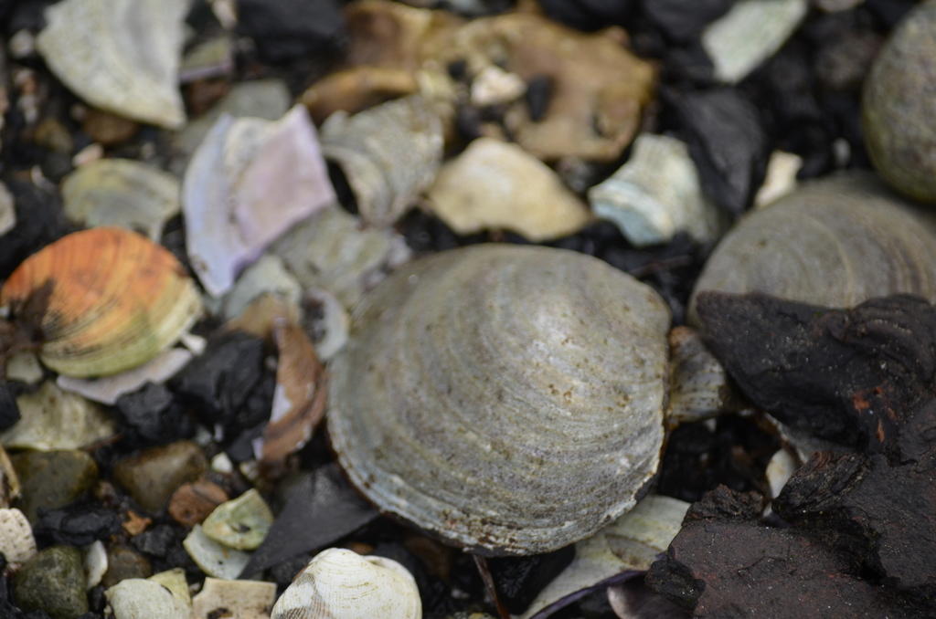 Purple Mahogany Clam from Nanaimo, BC, Canada on March 16, 2022 at 12