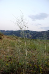 Eremosparton aphyllum