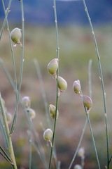 Eremosparton aphyllum