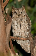 Otus scops