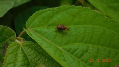 Agomadaranus pardaloides