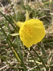 Narcissus bulbocodium