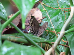 Eunogyra satyrus