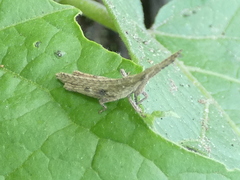 Algete brunneri