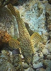 Epinephelus merra