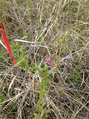 Geum triflorum