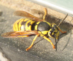 Vespula atropilosa