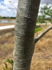 Quercus × comptoniae