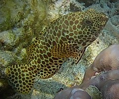 Epinephelus merra