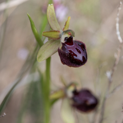 Ophrys sphegodes passionis
