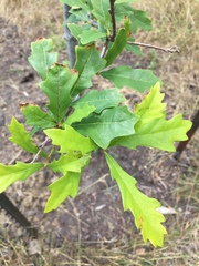Quercus × comptoniae