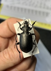Calosoma maderae