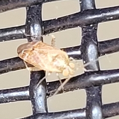 Hamatophylus guttulosus