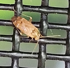 Hamatophylus guttulosus