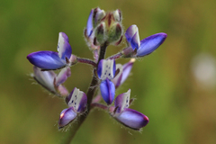 Miniature Lupine - Photo (c) Gary Nach, some rights reserved (CC BY-NC-SA)