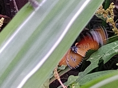 Danaus chrysippus