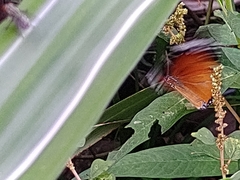 Danaus chrysippus