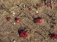 Drosera trinervia