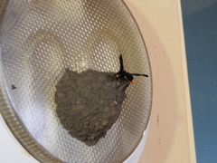 Synagris analis