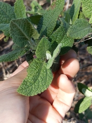 Lepechinia cardiophylla