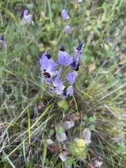 Primula clevelandii gracilis