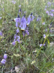 Primula clevelandii gracilis