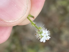 Cryptantha clevelandii