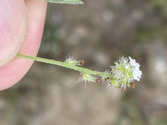 Cryptantha clevelandii